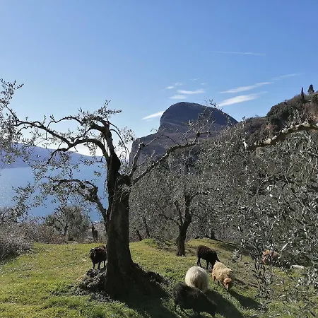Casetta Delle Olive Tremosine